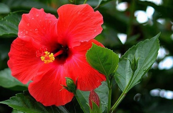 扶桑花开花少老花匠只用“3招”,10天就“爆盆”,花团锦簇