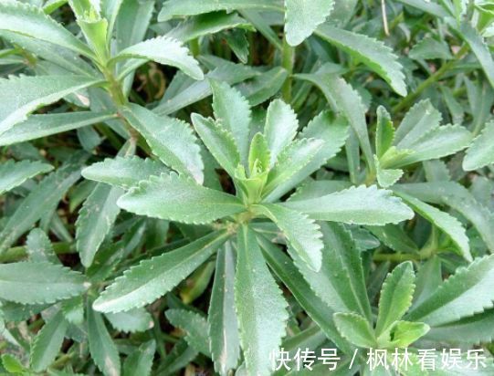 植株|农村称为金不换，含钙量堪比牛奶，过去无人食用，现在一斤10元