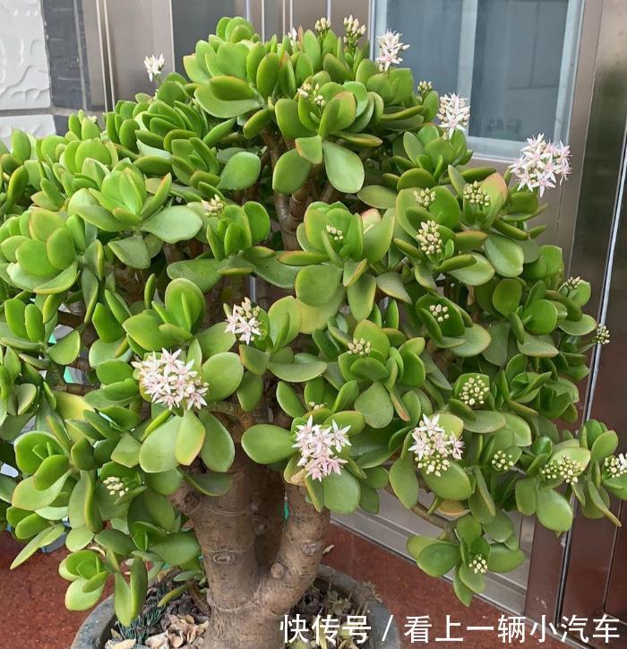 多浆植物厚脸皮,原来这么养上两三年就能成老桩盆景