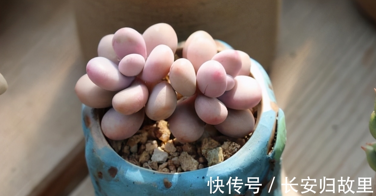 多肉,春后盆栽忌讳这2点,不注意全窜成“恨天高”,茎细叶稀