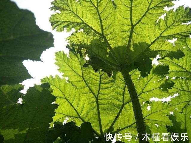 世界最大的叶子是它,1片能给10人遮雨,阳台种一盆就挤爆!