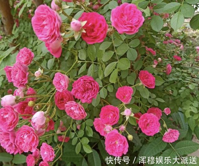 牛奶|家里的3种“肥水”，放着没用，浇在花盆上就是“营养液”，值