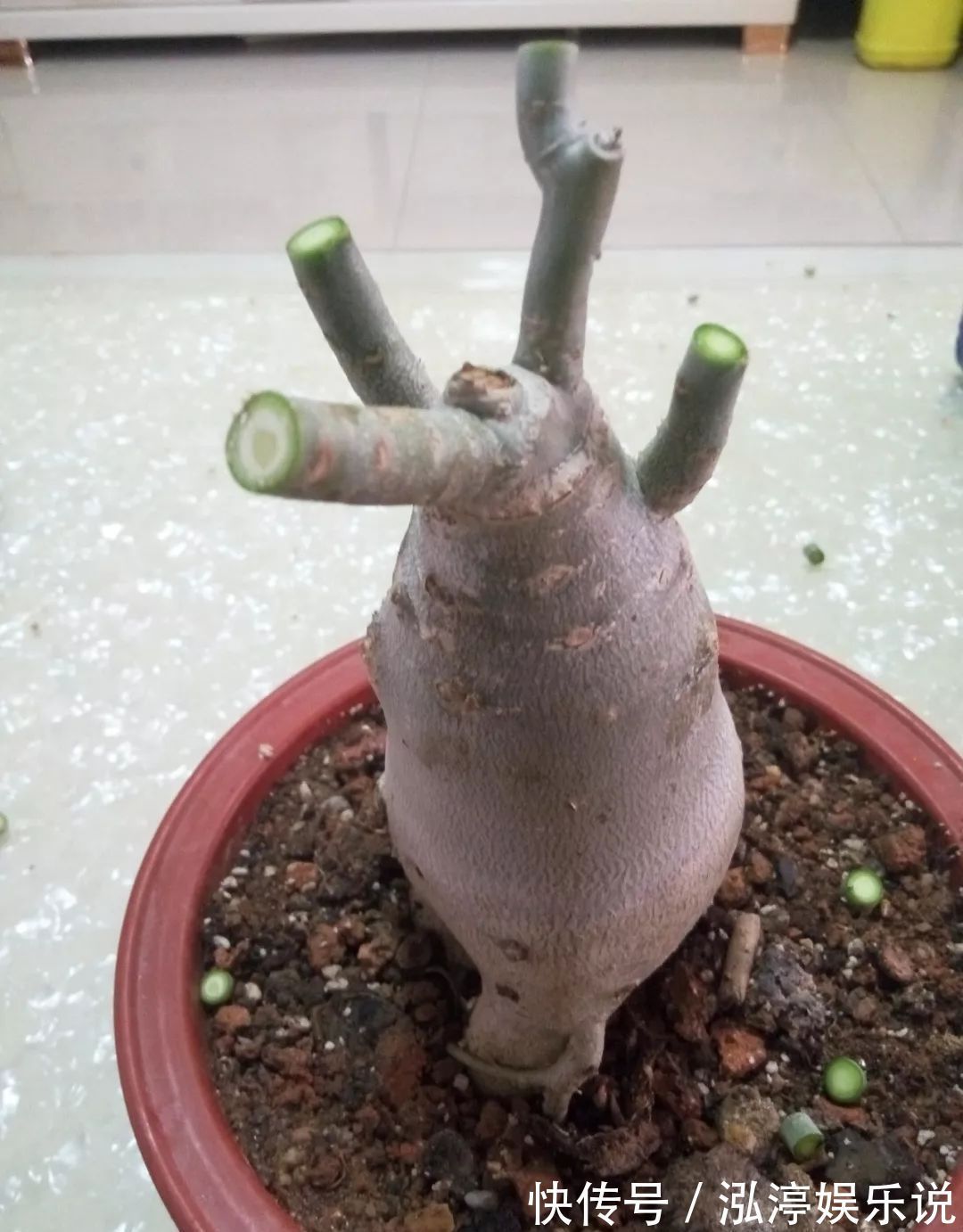 玫瑰花|沙漠玫瑰居然不是玫瑰花给沙漠玫瑰换个头,一株开花20朵,好看