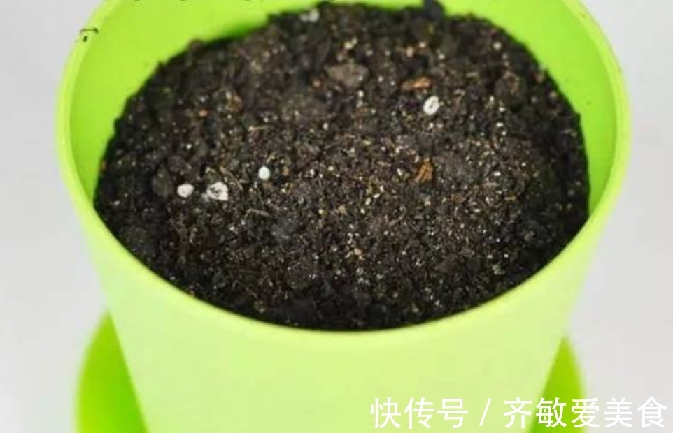 花盆里出现小黑飞怎么办？只用2招，全部清除干净