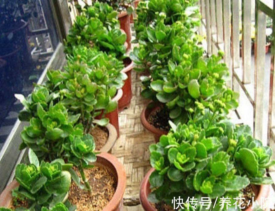 11月长寿花开始孕蕾，及时做4件事，让枝头花苞长更稠密