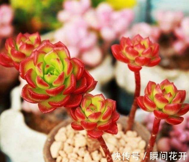 小老桩|想要多肉蒂亚红彤彤?3个要点要谨记,轻松爆盆养成小老桩