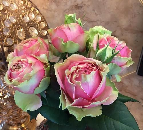  盛开|最像水果的月季，花开双色，花苞硕大，成片盛开，南北方都能养