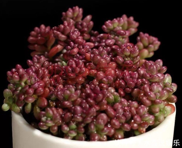 紫色|紫色好养活的多肉，外形漂亮迷人，掌握这些方法爆盆很常见