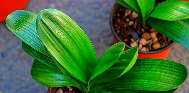 养君子兰，教你个控制浇水的“小技巧”，不缺水，根系壮，开花多