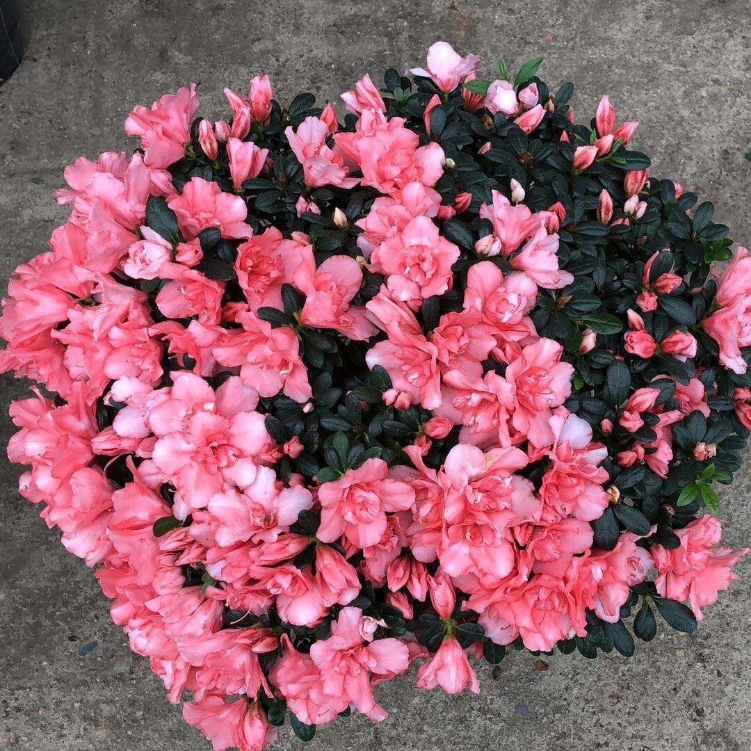 光照|养杜鹃花,掌握住换盆、浇水、光照技巧,新人盆栽一样年年开花