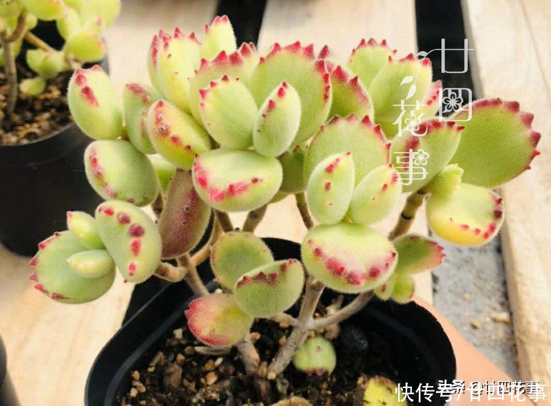 叶子|多肉中的熊孩子，爱掉叶变光杆，4个方面做到位，爆盆还染红指甲