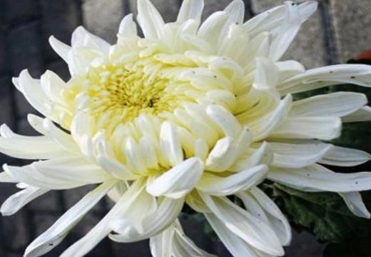 喜欢玫瑰，不如养盆“稀有玫瑰”泰姬，如佳人飞舞，雍容典雅