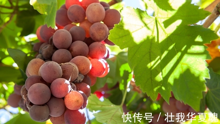 老话:家里养三树,幸福又富足,不是迷信,是过来人的经验