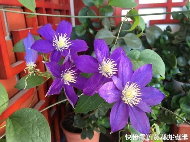 1种花现在剪，芽窜得更多，开出整面大花墙