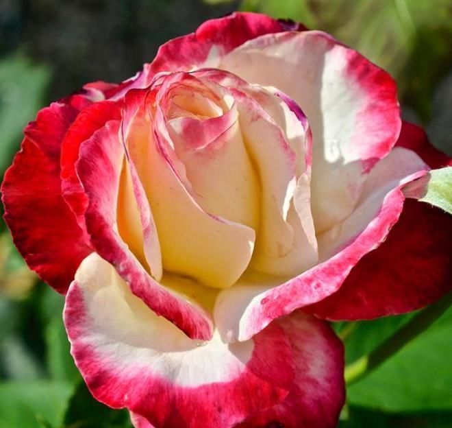 阳台最适合养3种花,30天不浇水照样生长,一年开花不断