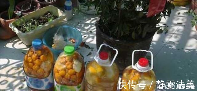 养兰高手养兰花,都有“专用肥”,易吸收养分足,一般人都不知道