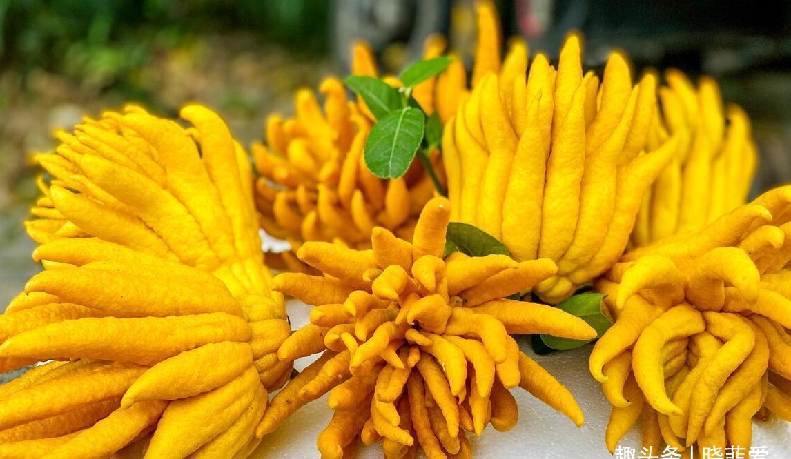 佛手|院子里适合种7种“镇宅树”,随便种一棵,“旺财添福”更旺家