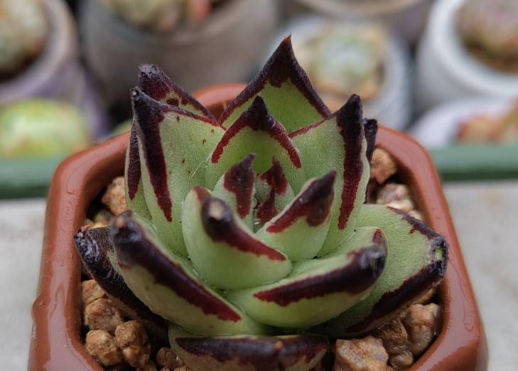 分享配土和浇水经验，包教包会，你不来瞅瞅