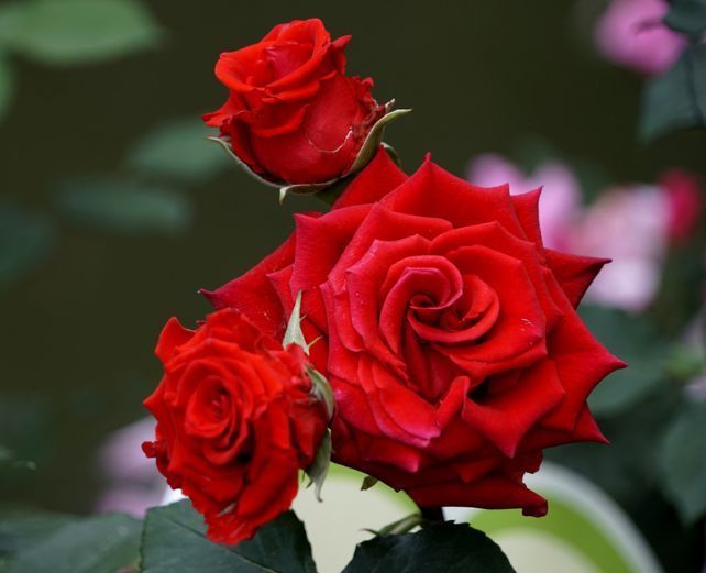 喜欢花，不妨养些这种花，非常适合阳台养，开花就爆盆