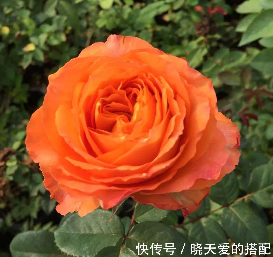 宣传图|为什么我辛辛苦苦种出来的月季,开花和宣传图不一样呢