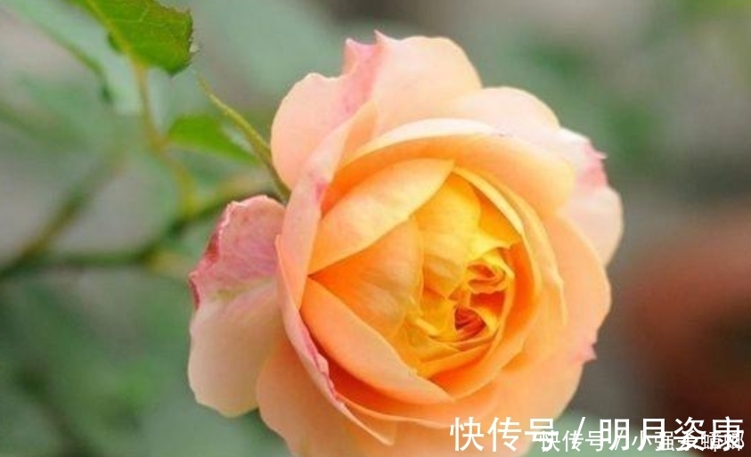 大岩桐|4种花漂亮又好养,比牡丹好看,花儿轻松开爆盆,适合阳台盆栽