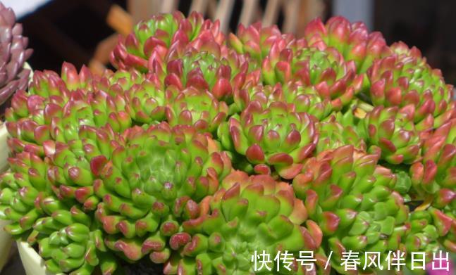 破解|三伏天30度以上,植物休眠,破解浇水养护难点,盆栽安全度夏