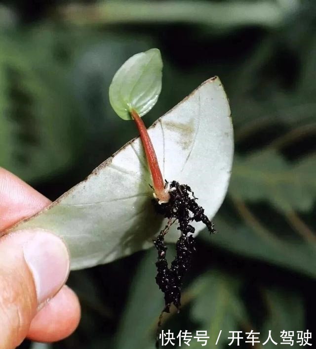 植物扦插繁殖的时候学会这几招，很容易生根发芽，你学会了哪种！