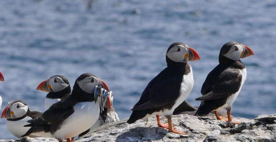 世上最“好吃”的国家,连国宝都吃到快灭绝,中国吃货不得不服