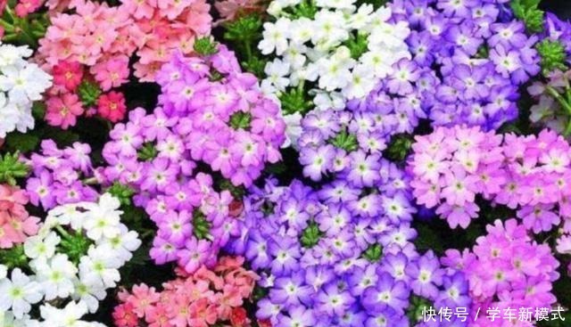 院子里养1种花,开出的花朵小巧秀美,比太阳花还漂亮!