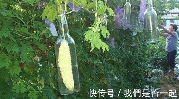家人|女子这样种苦瓜,被家人指责浪费,摘苦瓜时,家人直呼:太聪明!