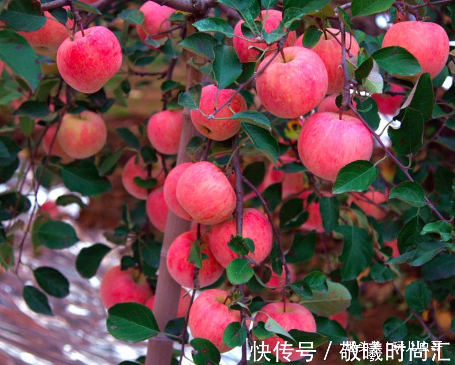 乳油类|苹果美白肌肤与牙齿，重视苹果红点防治，收获高品质的苹果来！