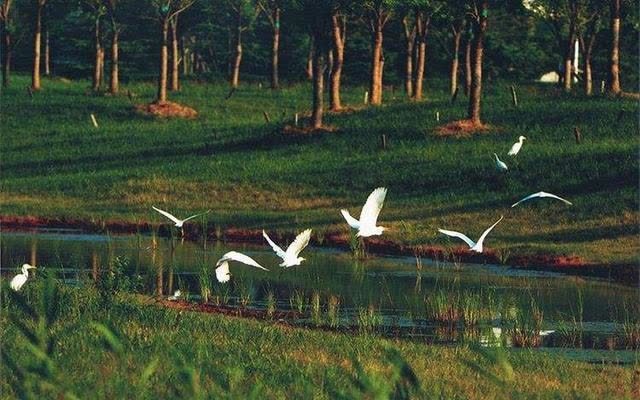 君子兰害怕五件事，新手经常犯，做不好，难怪越养越糟糕