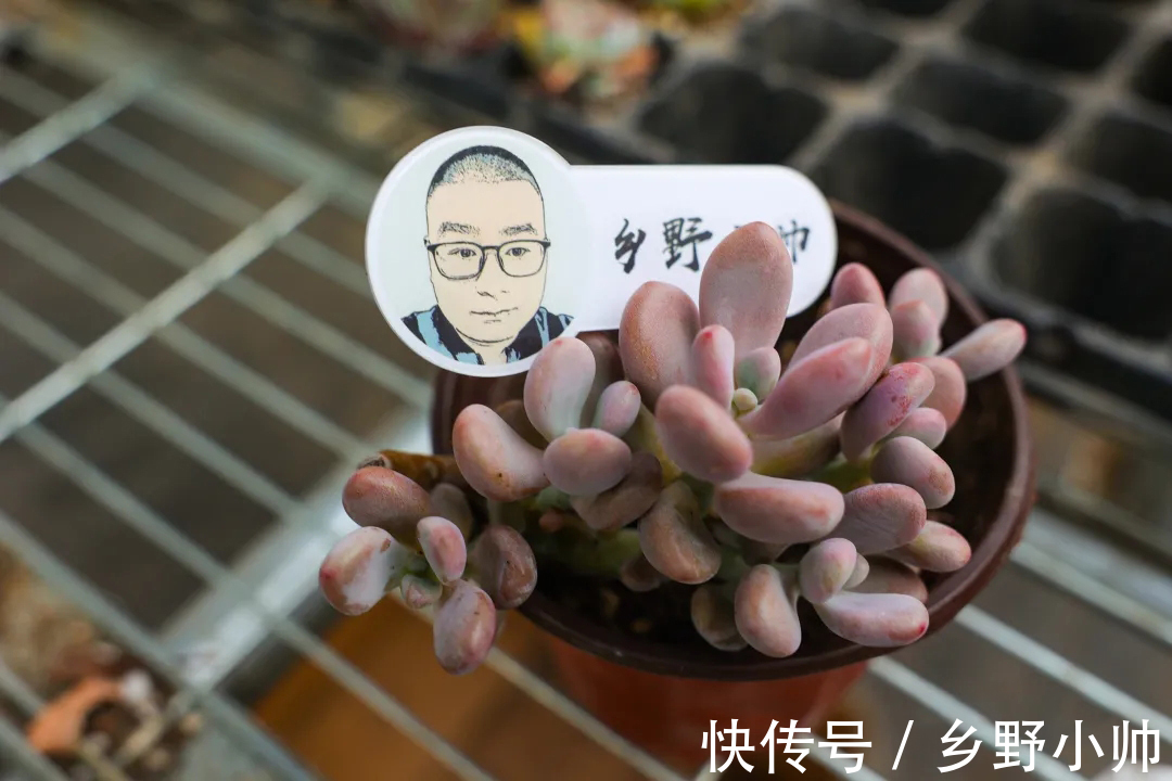 多肉|做好这几点，多肉养个两三年，变成大老桩