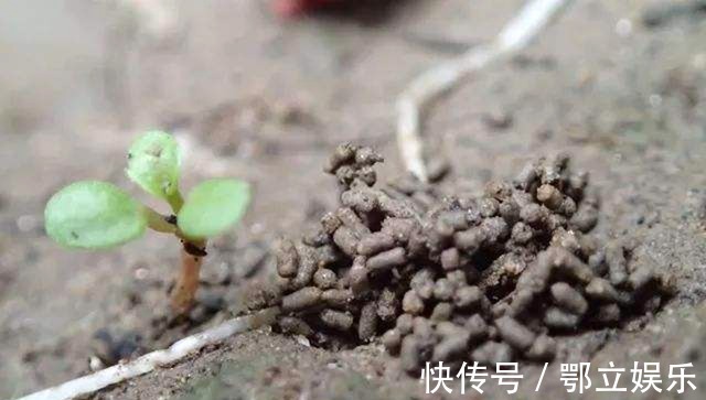 蚯蚓|养花不用施肥,将此物扔盆栽里,叶子又绿又亮,花开爆盆