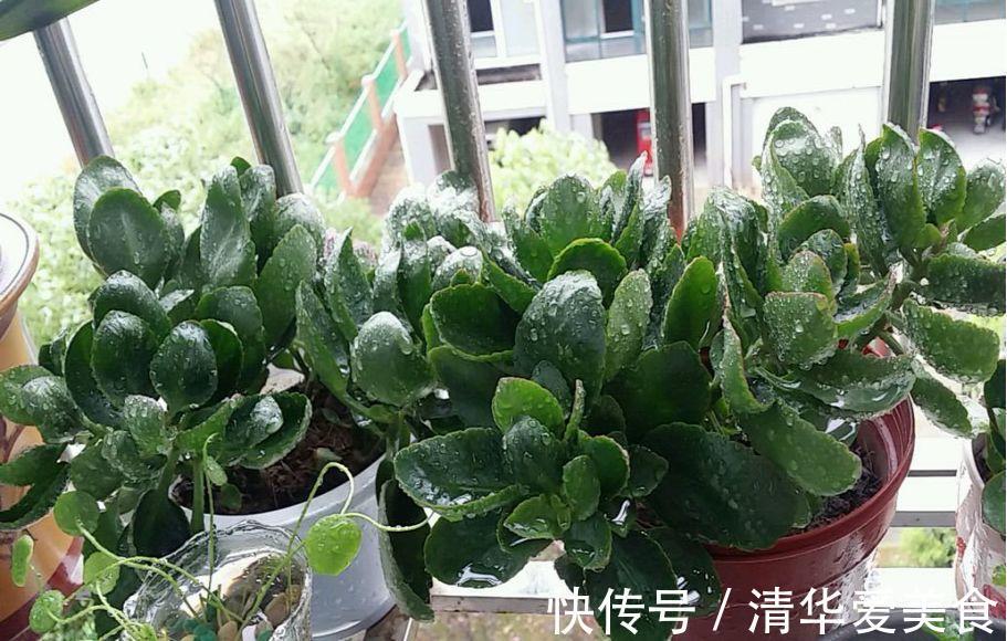 土壤|十月养长寿花，三件事情不能做，不然下半年难开花，甚至会烂根