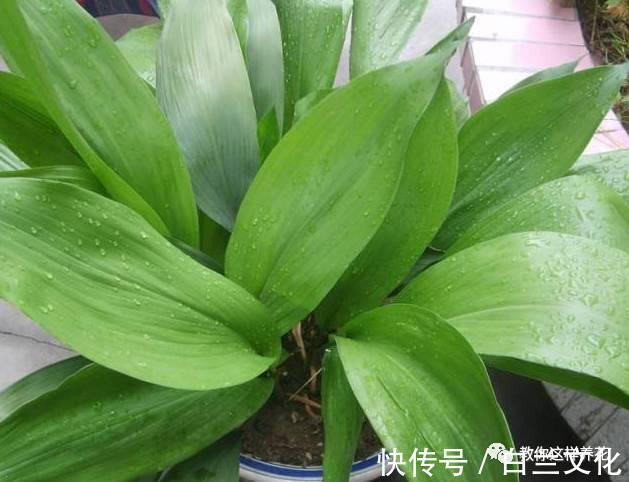 养花知识叫兰不是兰，花却美成仙，看看你家有几盆