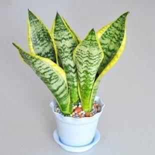 养虎皮兰,十天一次“壮叶水”,根旺,叶子疯长油绿长满盆