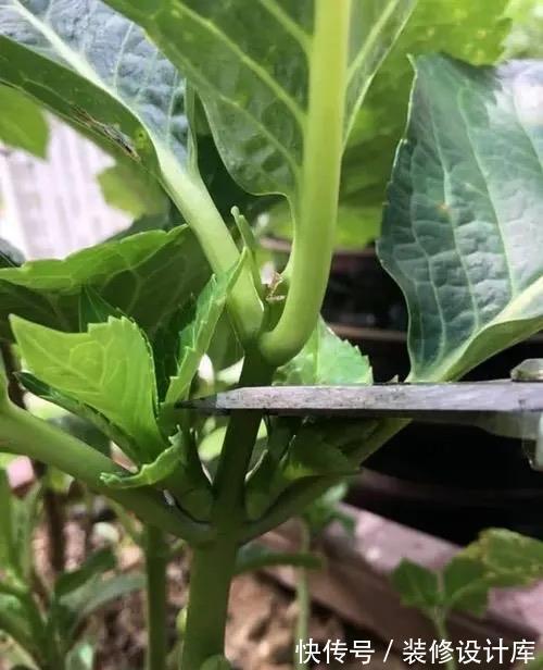 茉莉花|6种“漂亮花”,长了就狠剪,舍不得剪害处大,耽误一年开花量