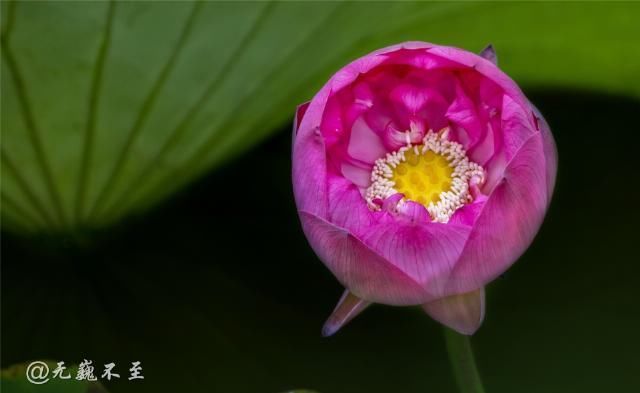 老年|青白江的夏雨荷——夏至错失日环食，怡湖园中观芙蕖