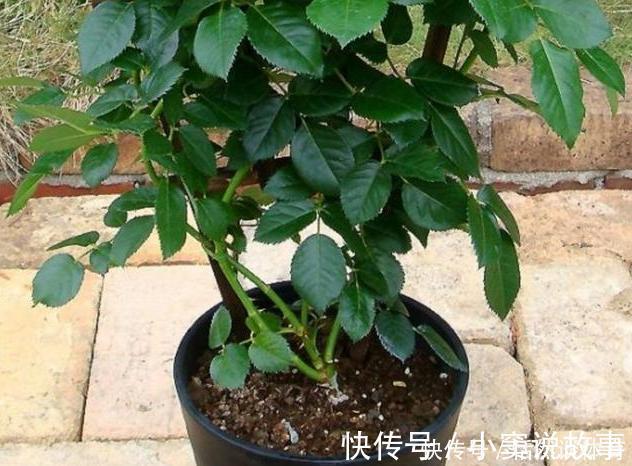 甲硝唑|5种“药”,过期也不要扔,兑水浇花,保花不生“虫和病”