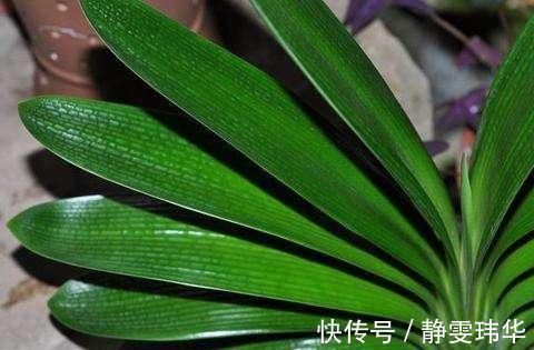 逛花市千万别买这3种花,内藏“猫腻”,买回家很难养活