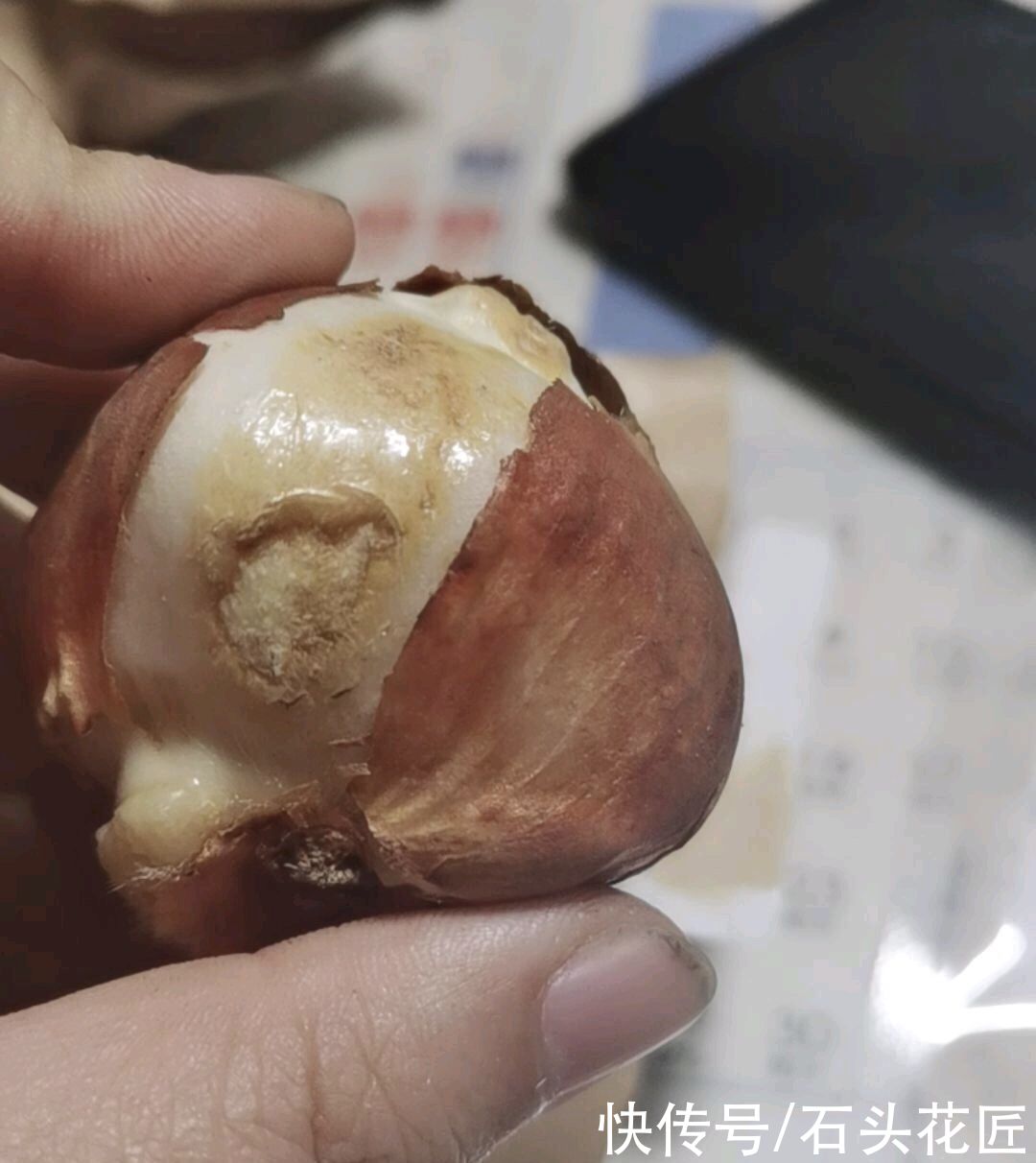 郁金香栽种了3个月，已经满盆长“花苞”，开花漂亮