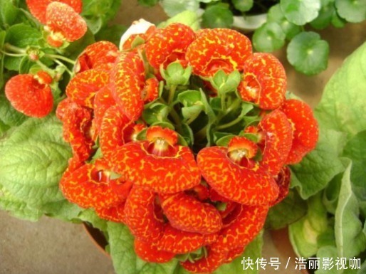万事|能为家中添“好运”的3种花，新的一年迎好运，家中万事兴旺