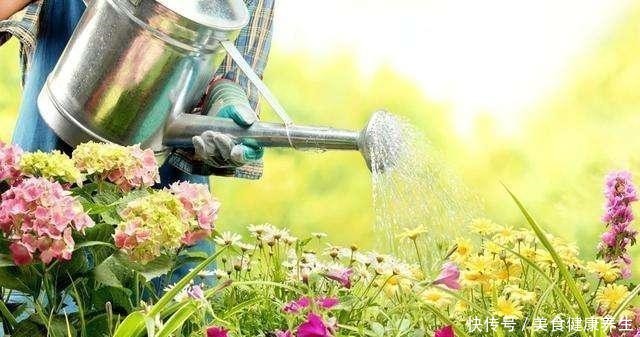 养花浇水的忌讳,“3种水”别浇花,浇一盆黄一盆,要牢记!