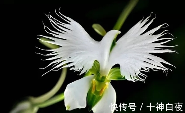 喜欢养花，那就养盆奇特的花：非洲白鹭花，花像飞舞的白鹭