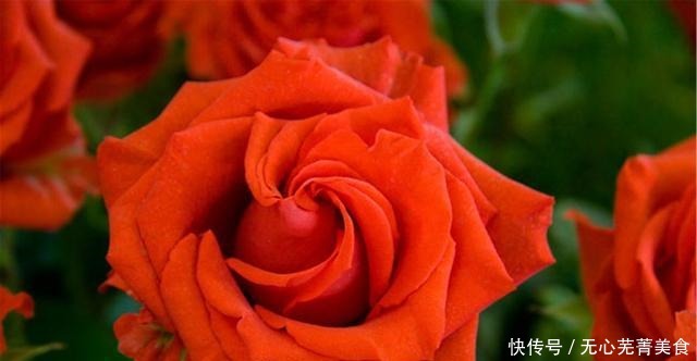 这4种花,漂亮好养、耐寒花期长,能做美食能入药,营养健康