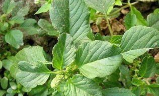  农村|中医：非常好的农村中草药，被用来作猪饲料，明目、利尿，治乳痛