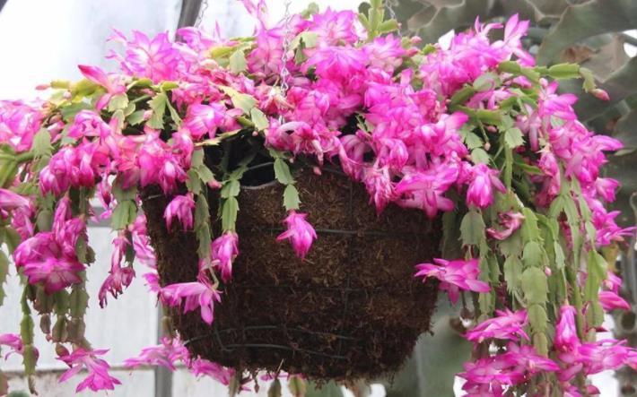 养蟹爪兰改掉3个“坏习惯”,叶片肥厚根系壮,一年开花好几次!