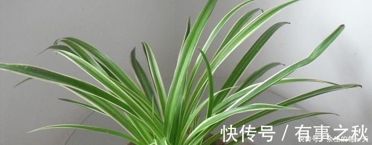 金边|这3种“金边植物”，有钱人必养！往客厅一摆，难怪越来越富有！