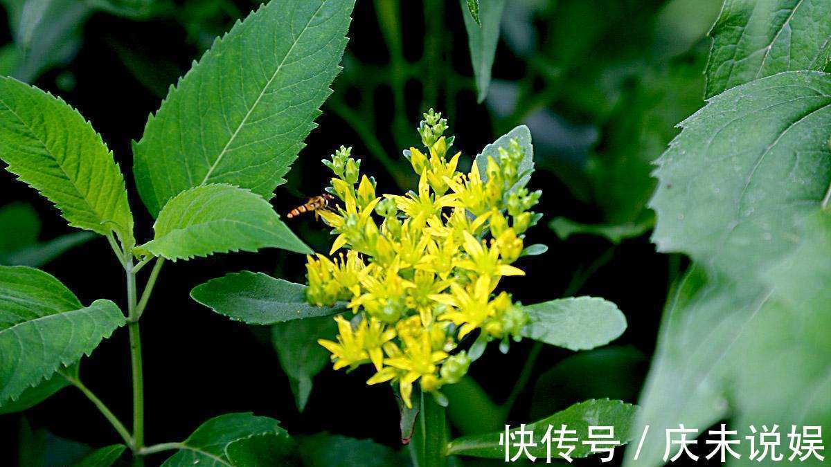 野草|人称“金不换”,曾被当野草,却不知一亩收10000,有人用它致富